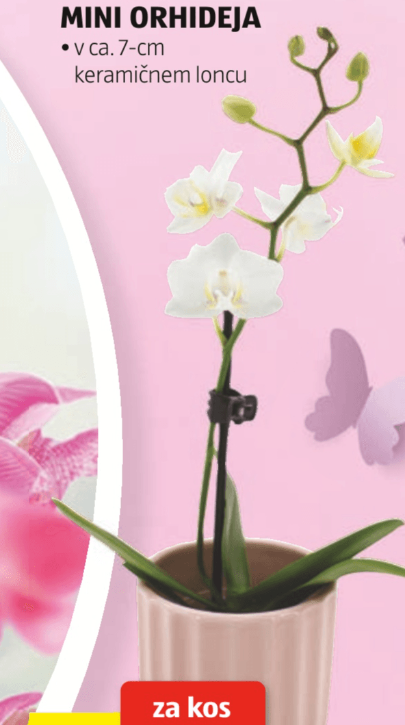 Mini Orhideja - Akcija v trgovini Hofer