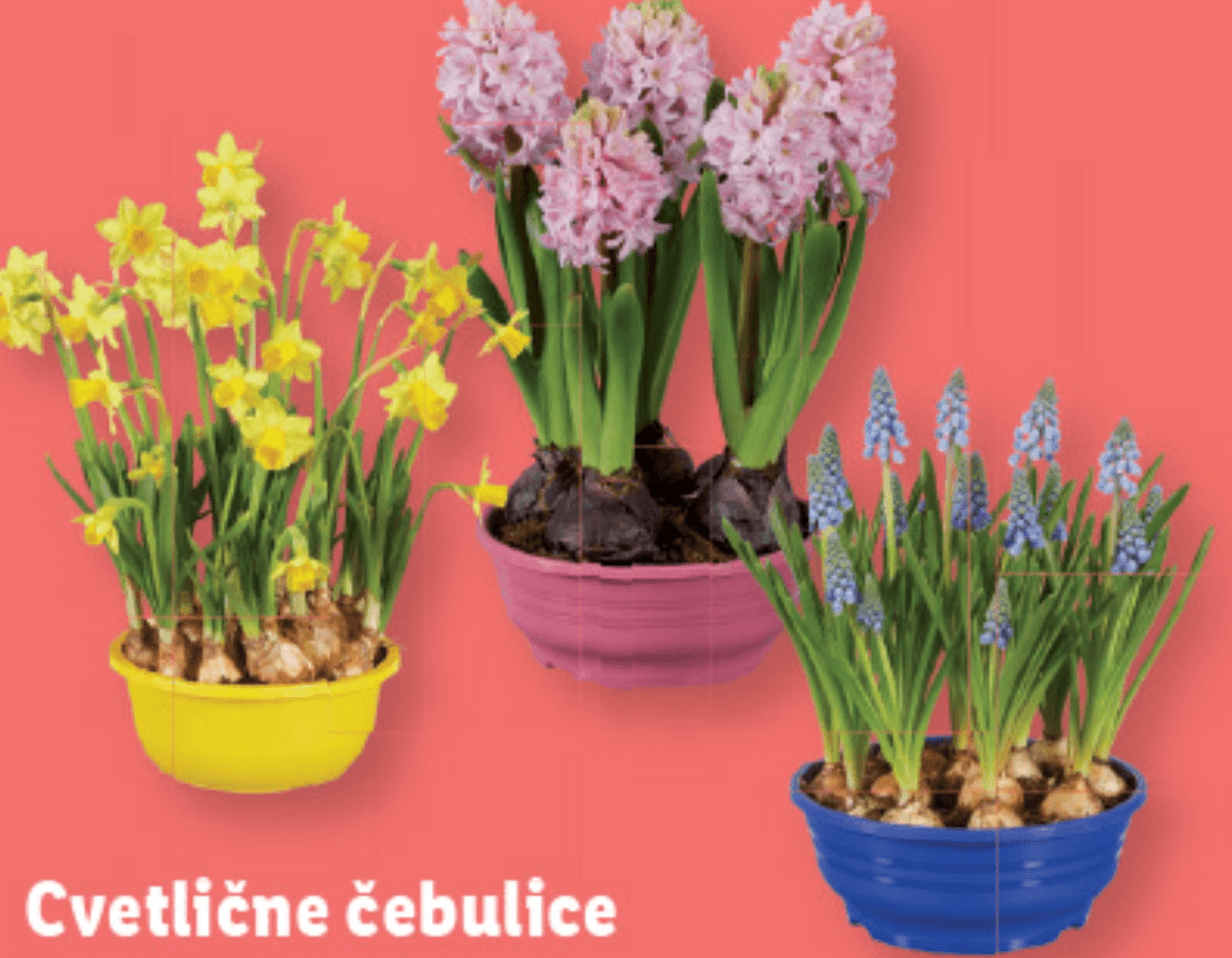 Cvetlične čebulice Ø pribl. 16 cm, višina: pribl. 10 do 16 cm - Akcija v trgovini Lidl