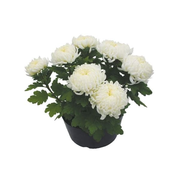 Krizantema Multiflora Ø pribl. 13 cm, višina: pribl. 27 do 33 cm Akcija v trgovini Lidl