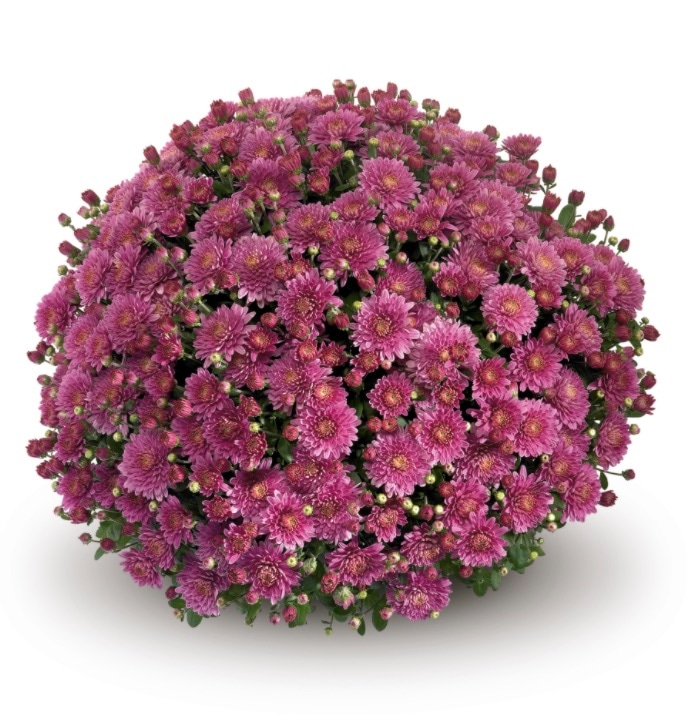 Multiflora KRIZANTEMA v loncu Akcija v trgovini Pevex