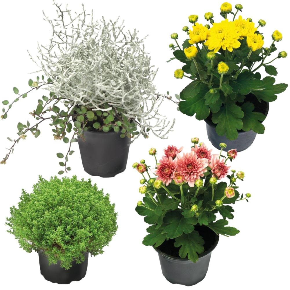 Okrasne rastline - Akcija v trgovini Jager