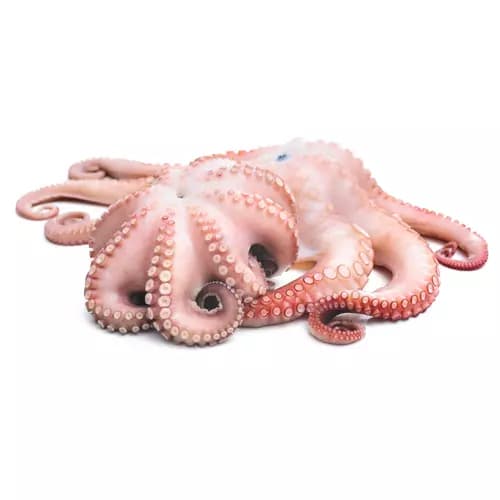 Moškatna hobotnica 1 kg Akcija v trgovini Spar