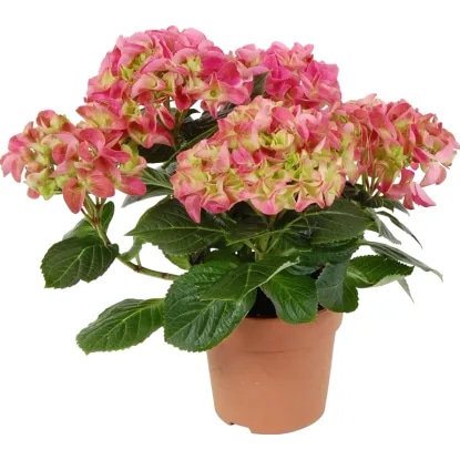 Hortenzija - Akcija v trgovini Spar