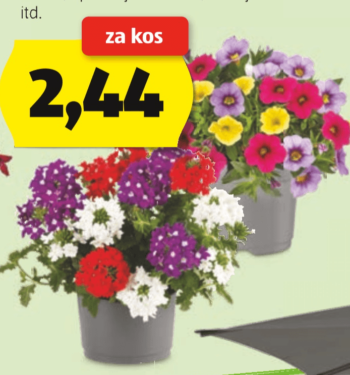 Balkonske rože trio v 12-cm lončku - Akcija v trgovini Hofer