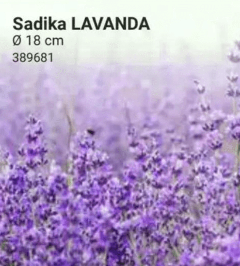 Sadika Lavanda Ø 18 cm Akcija v trgovini Pevex