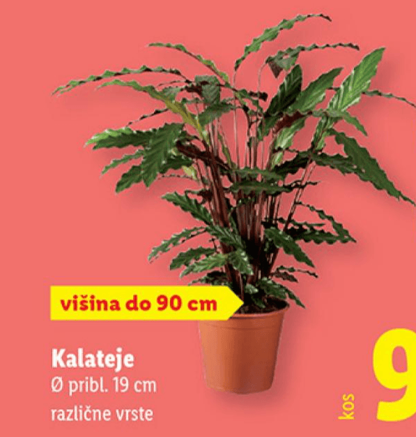 Kalateje Akcija v trgovini Lidl