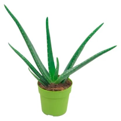 Lončnica Aloe Vera Ø 11, 25 cm Akcija v trgovini Pevex
