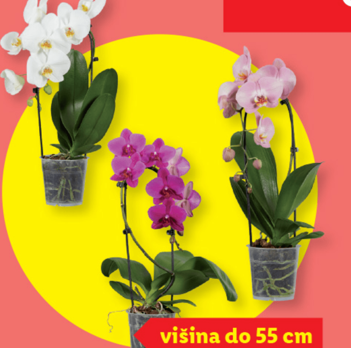 Orhideja „Phalaenopsis Cascade“ - Akcija v trgovini Lidl