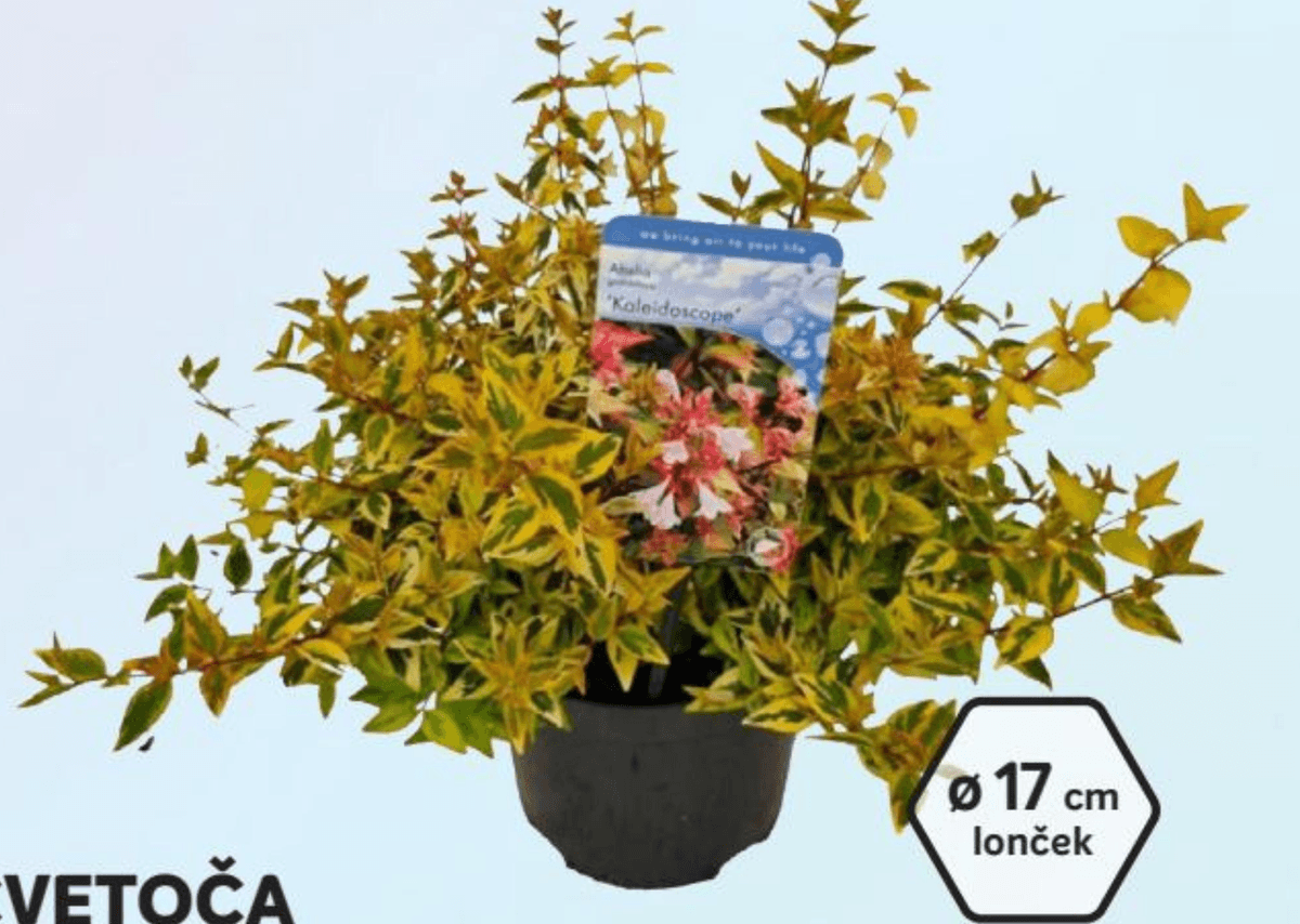 Cvetoča Grmovnica Eskalonija Golden Carpet 17 cm lonček - Akcija v trgovini Merkur