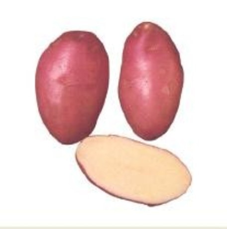 Semenski krompir Birgit 10 kg - Akcija v trgovini Jager