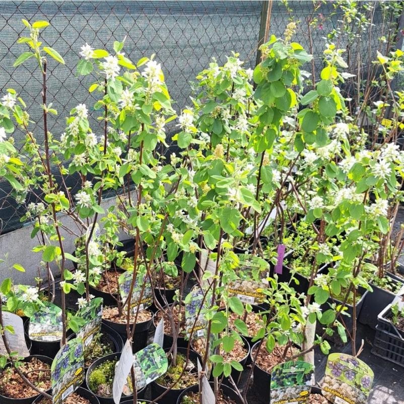 Sadika JABLANA - Akcija v trgovini Pevex