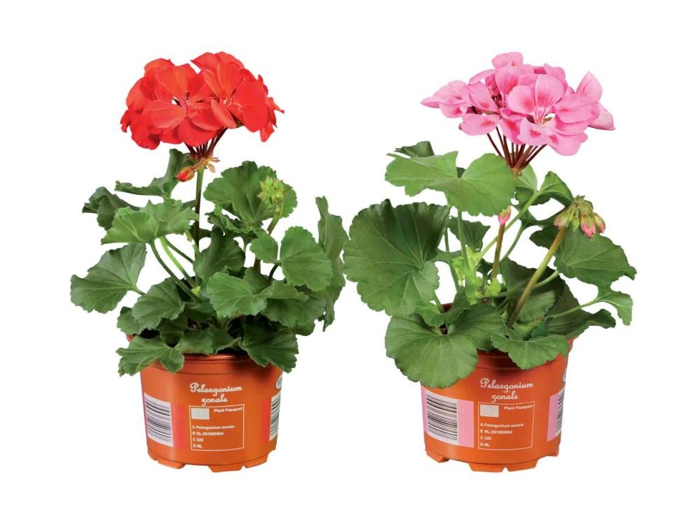 Pelargonija stoječa - Akcija v trgovini Lidl