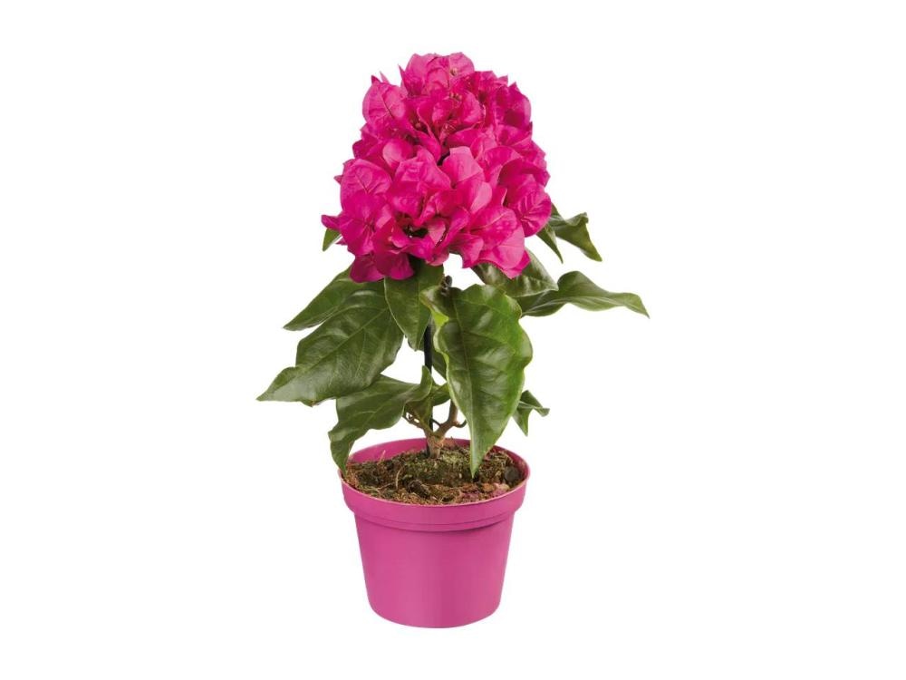 Bugenvileja - Akcija v trgovini Lidl