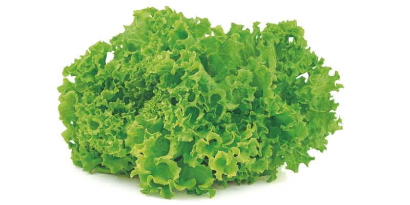 Solata kristalka - Akcija v trgovini Mercator