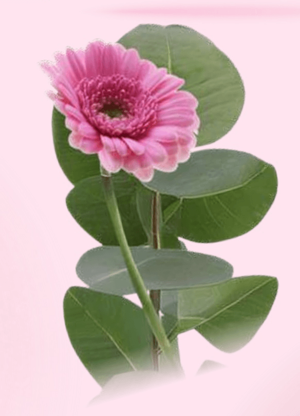 Cvet gerbere z zelenjem - Akcija v trgovini Spar