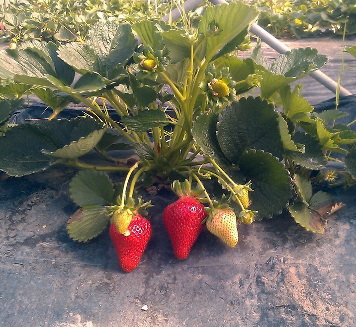 Jagoda 'Montana' v lončku Ø 13 cm - Akcija v trgovini Bauhaus