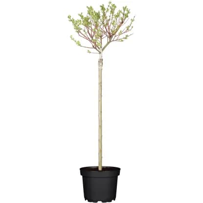 Japonska vrba - Hakuro Nishiki pribl. 5 l, pribl. 60-80 cm Akcija v trgovini Obi