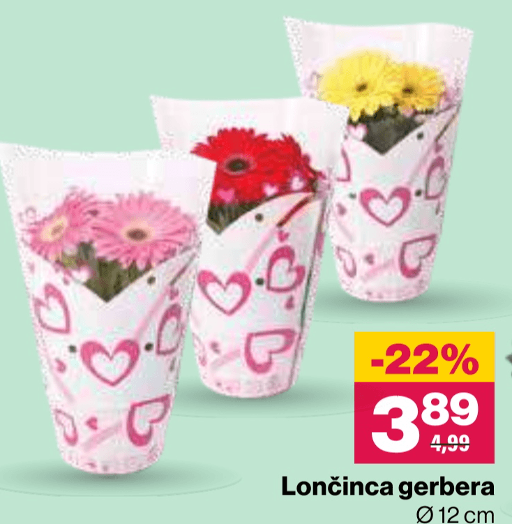 Lončnica gerbera Ø 12 cm Akcija v trgovini Mercator