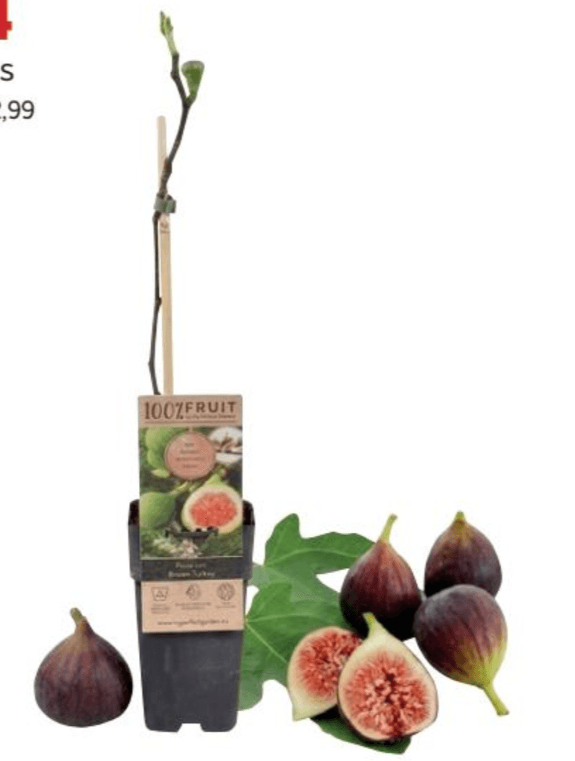 Figa Brown Turkey Štajerska figa 100%FRUIT - Akcija v trgovini Merkur