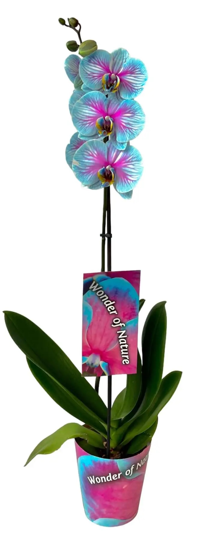 Lončnica Phalaenopsis Cascade Ø 12 cm Wonder of Akcija v trgovini Tuš