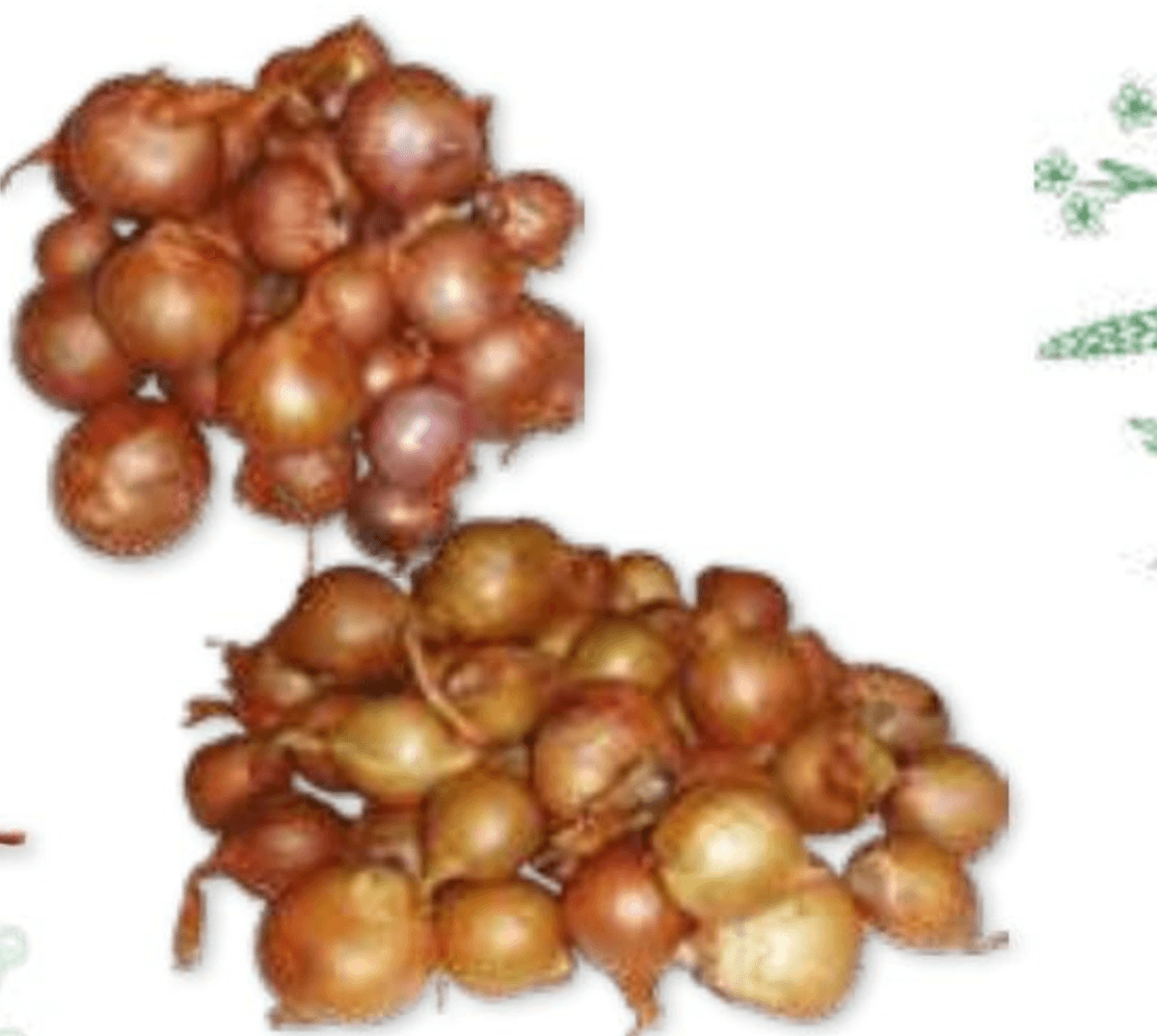 Šalotka 250 g - Akcija v trgovini E.Leclerc