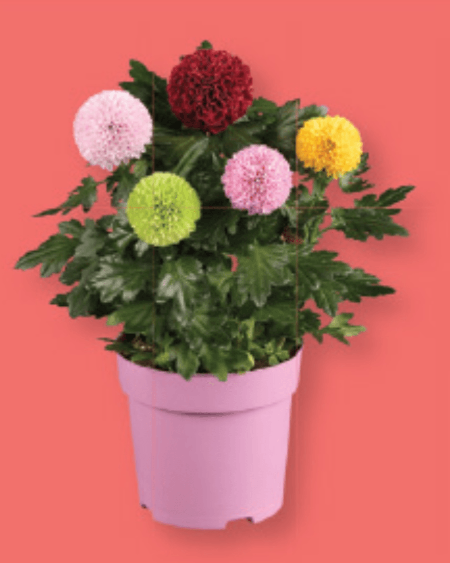 Krizantema Flowerpops - Akcija v trgovini Lidl
