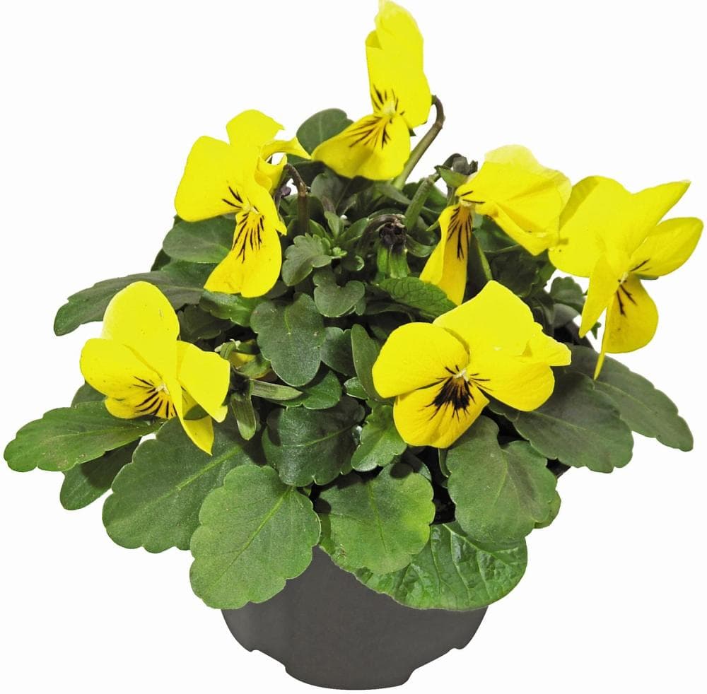 Rogata vijolica Akcija v trgovini Obi