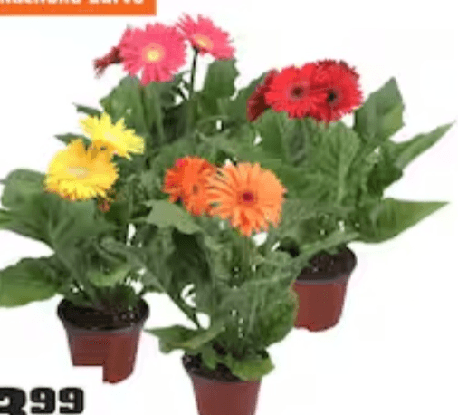 GERBERA - Akcija v trgovini Obi