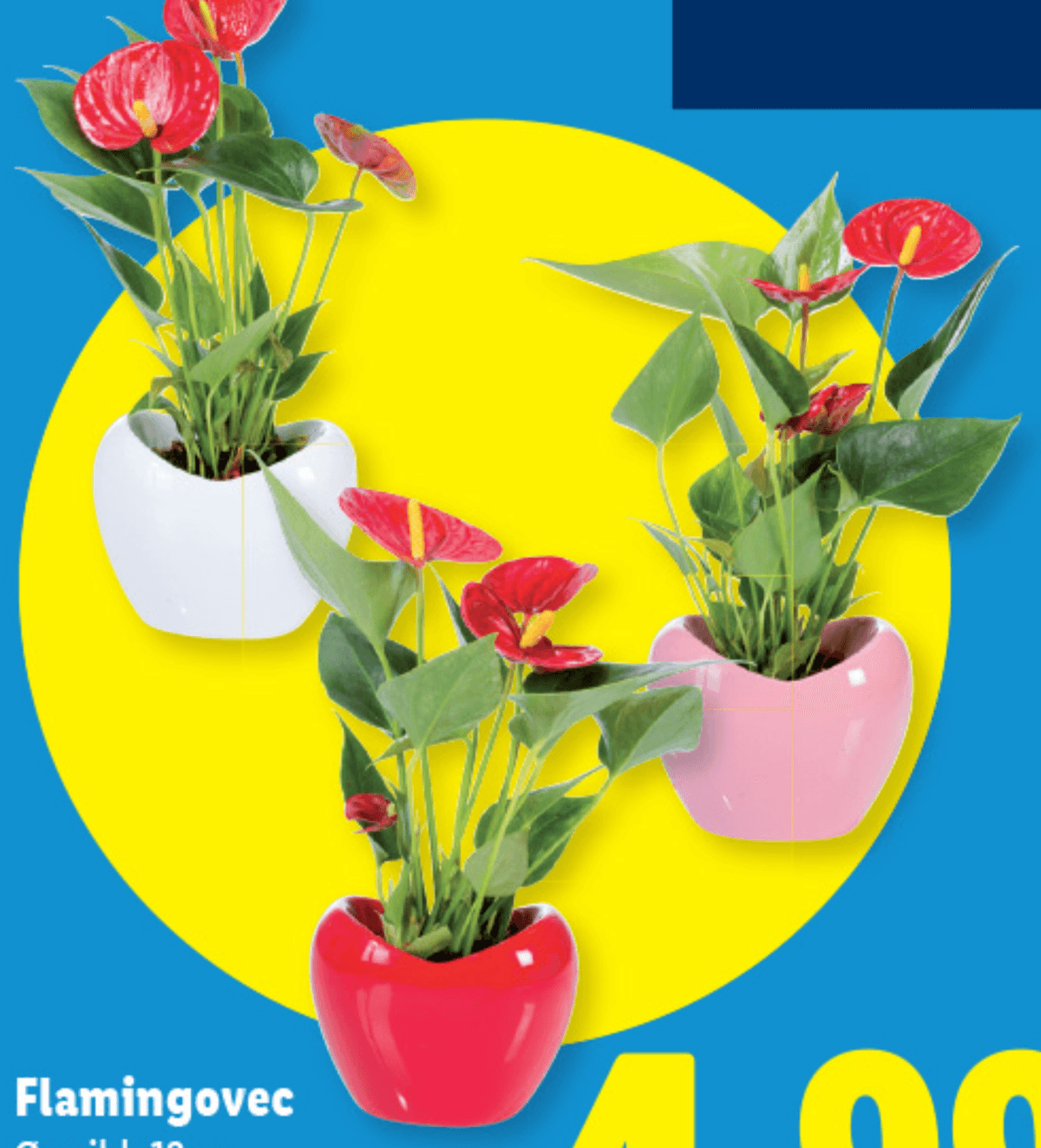 Flamingovec v okrasnem lončku Ø 12 cm Akcija v trgovini Bauhaus