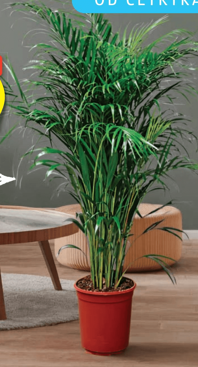 Areca palma 19 cm Akcija v trgovini Hofer