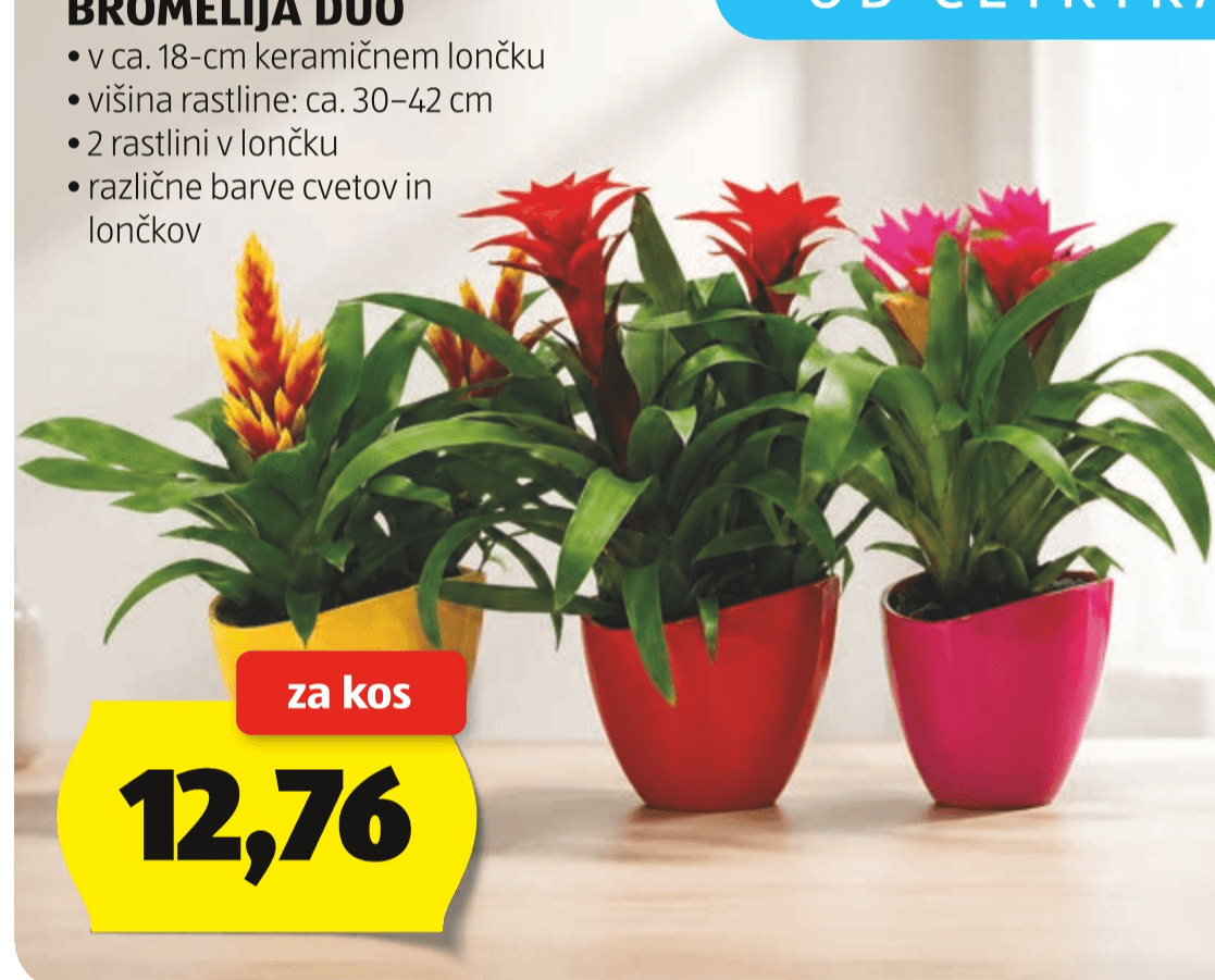 Bromelija duo Akcija v trgovini Hofer