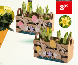 Čebulice narcis