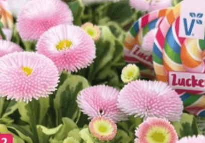 Marjetica 'Bellipop' Ø 12 cm - Akcija v trgovini Bauhaus