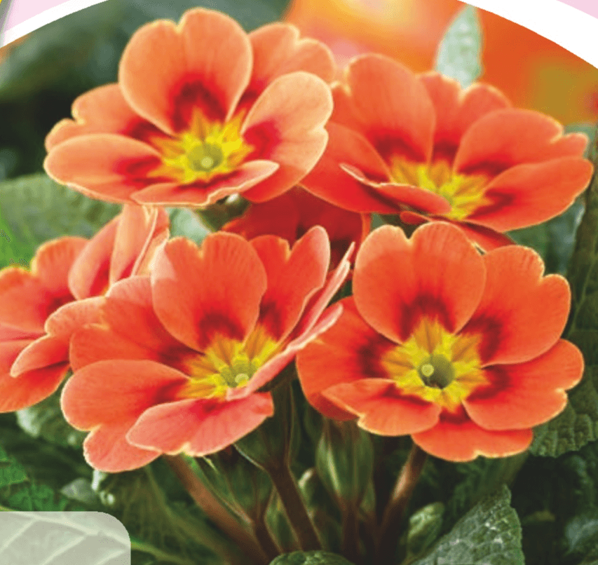 Trobentica - Akcija v trgovini Hofer