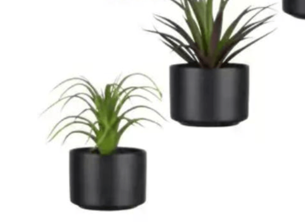 Umetna rastlina Sukkulente - Akcija v trgovini Mömax