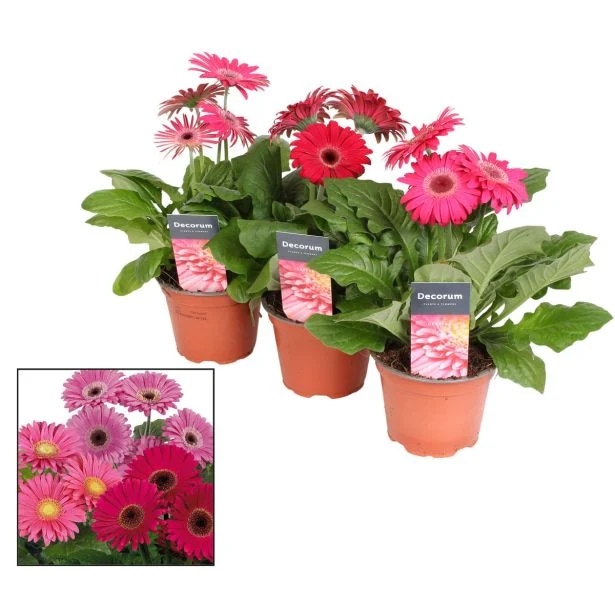 Cvetoča sobna rastlina Gerbera - Akcija v trgovini Merkur