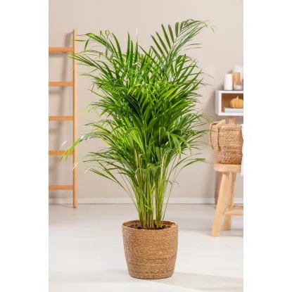 Palma Areka "Arrow" Višina: 110-120 cm, Ø lonca 24 cm Akcija v trgovini Obi