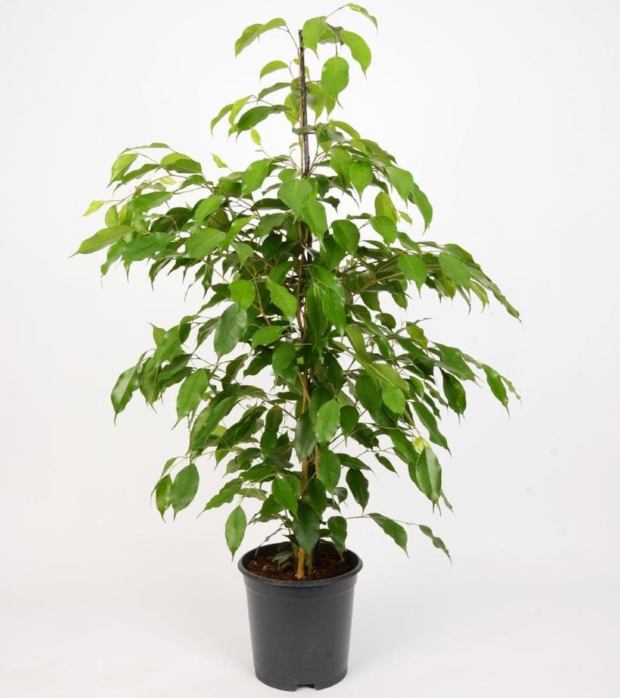 Zelena lončnica Ø pribl. 21 cm, višina: pribl. 100 do 140 cm Akcija v trgovini Lidl