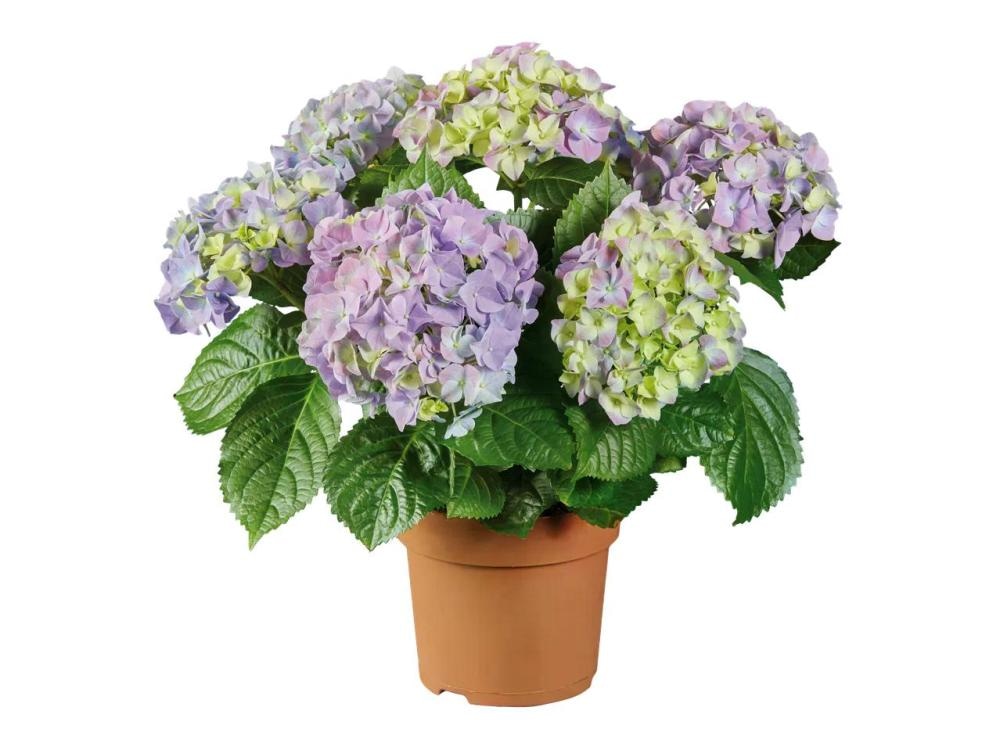 Vrtna hortenzija - Akcija v trgovini Lidl