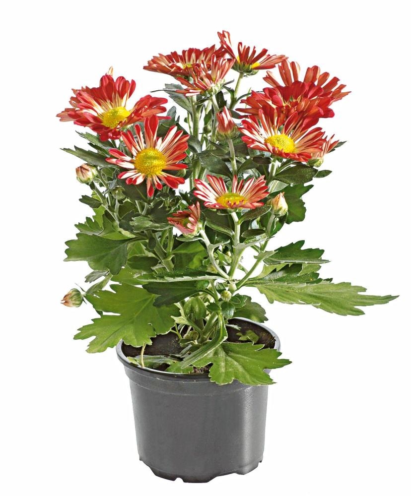 Krizantema - Akcija v trgovini Spar