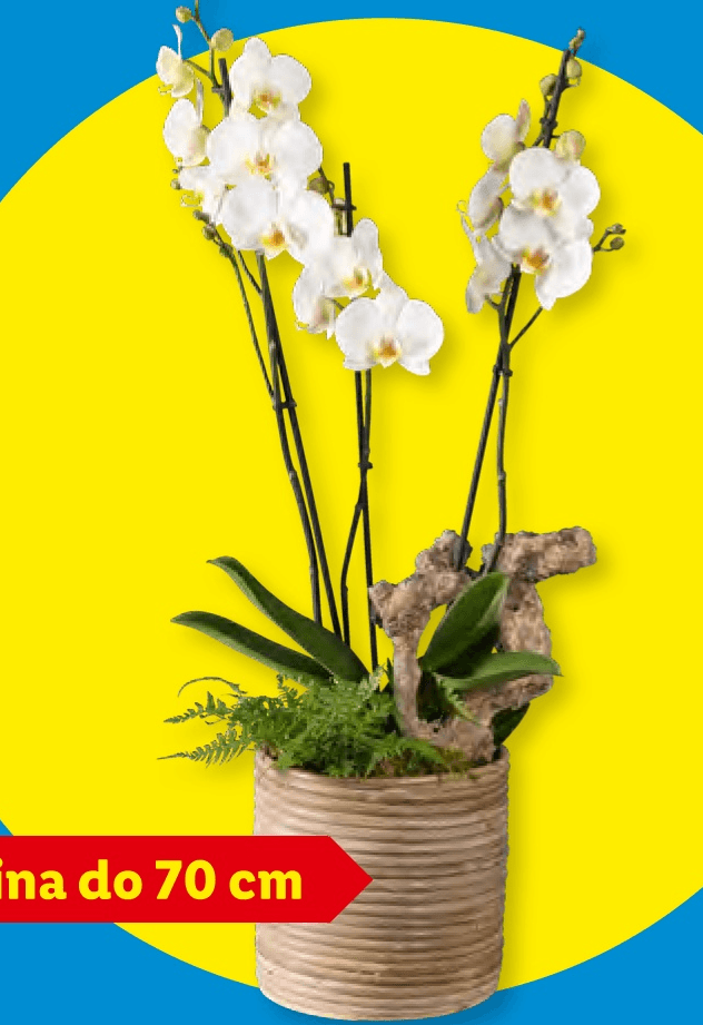 Aranžma z orhidejo - Akcija v trgovini Lidl