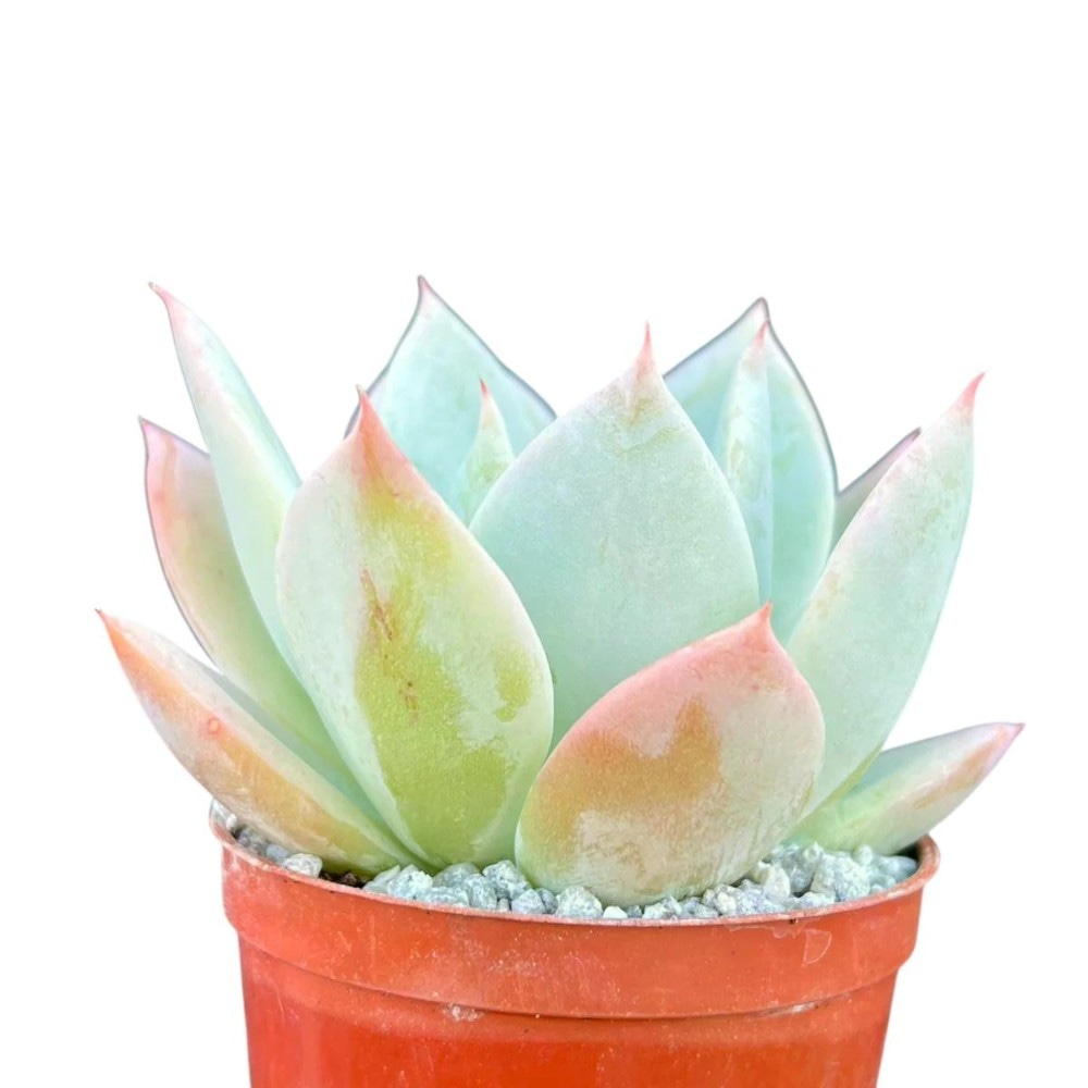 Lončnica echeveria pastel premer: 8 cm Akcija v trgovini Mercator