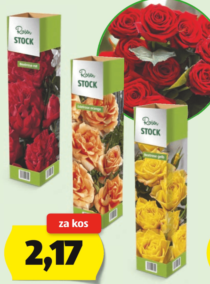 Sadika vrtnice - Akcija v trgovini Hofer