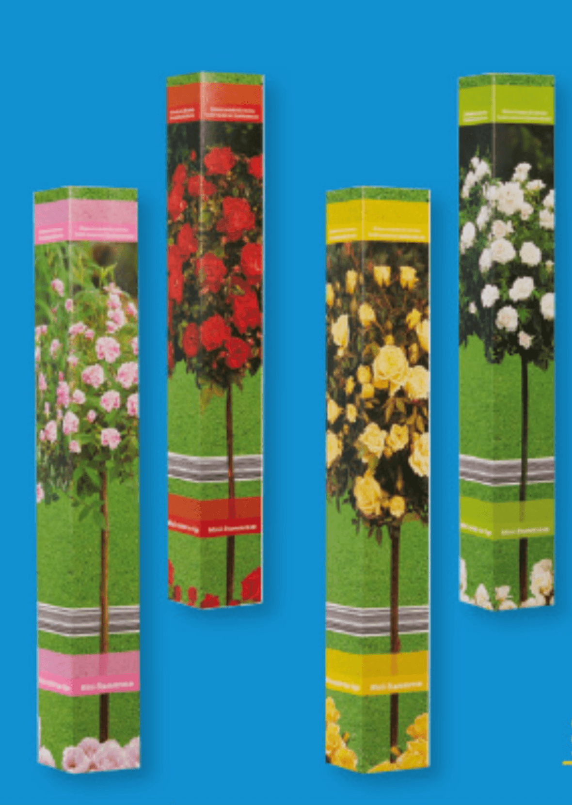 Sadika stebelne vrtnice višina: pribl. 55 do 65 cm Rosa - Akcija v trgovini Lidl