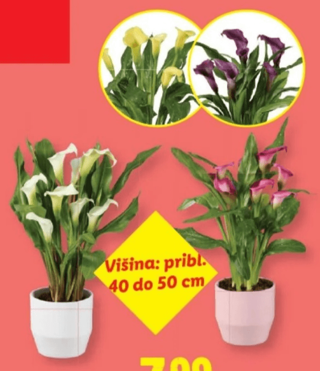 Kala Ø pribl. 13 cm, višina: pribl. 40 do 50 cm - Akcija v trgovini Lidl