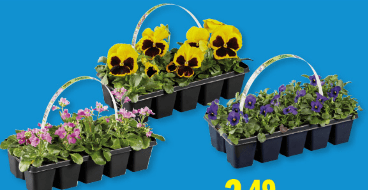 Cvetoči spomladanski izbor 10 kosov v kompl. - Akcija v trgovini Lidl