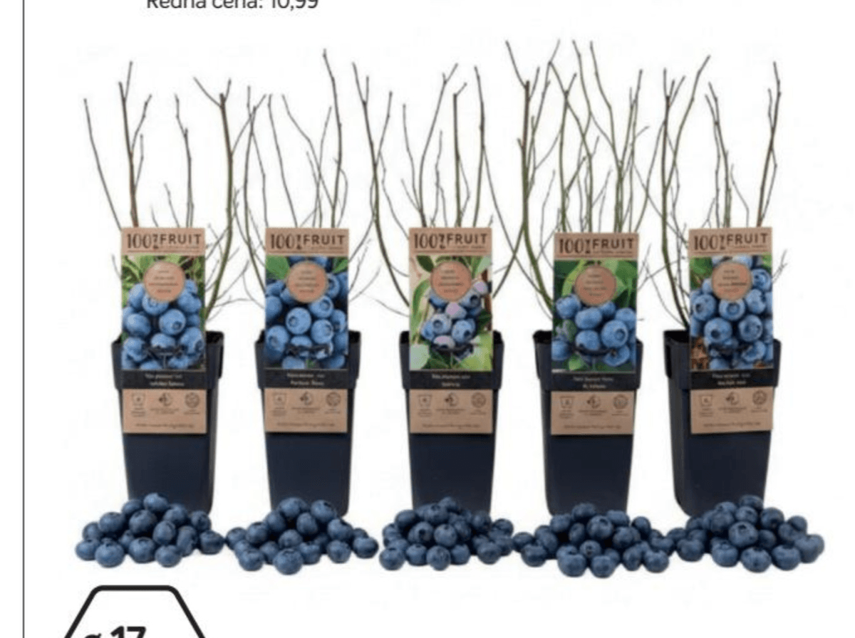 Ameriške borovnice 100%FRUIT - Akcija v trgovini Merkur