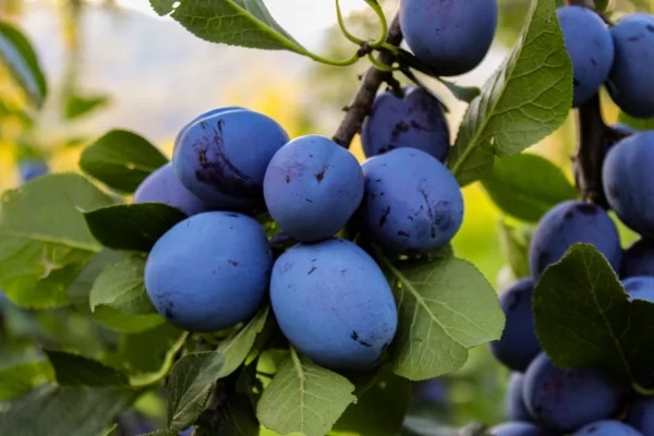 Sadika SLIVA/ČEŠNJA - Akcija v trgovini Pevex