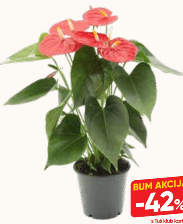 Lončnica Anthurium Mix ø 12 cm Akcija v trgovini Tuš