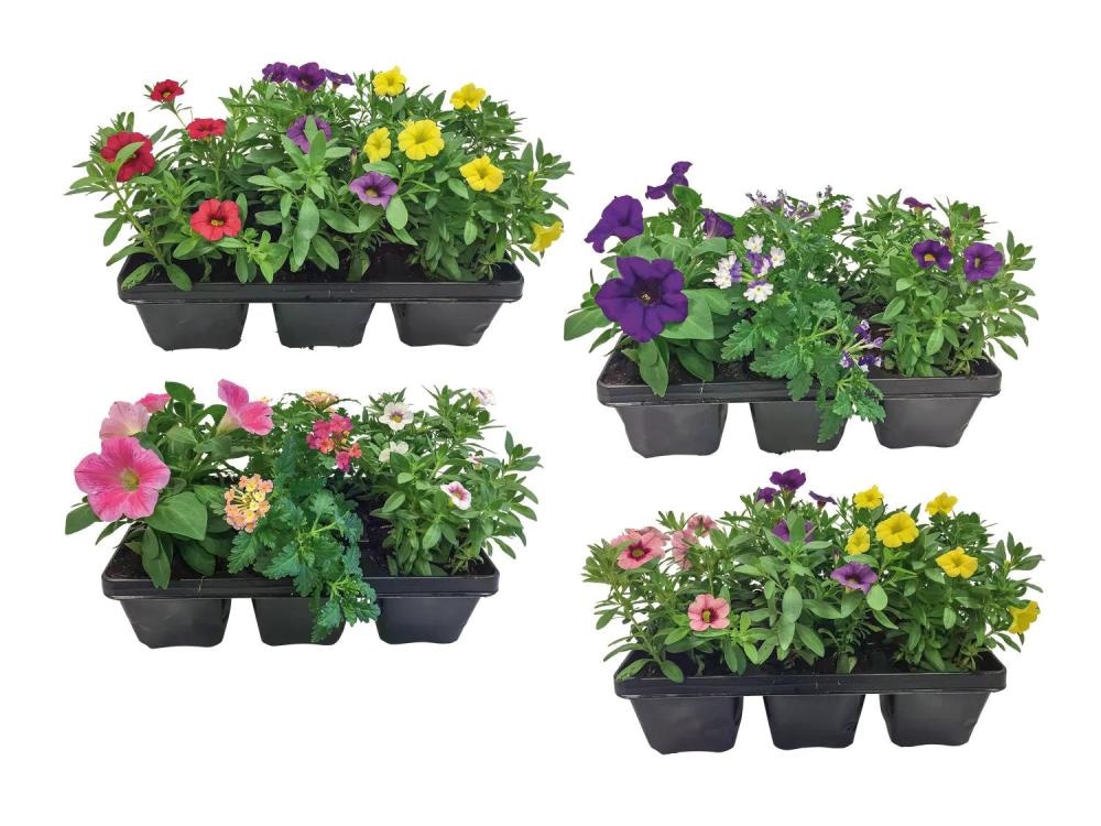 Sadike balkonskih rož 6 kosov v kompl. - Akcija v trgovini Lidl